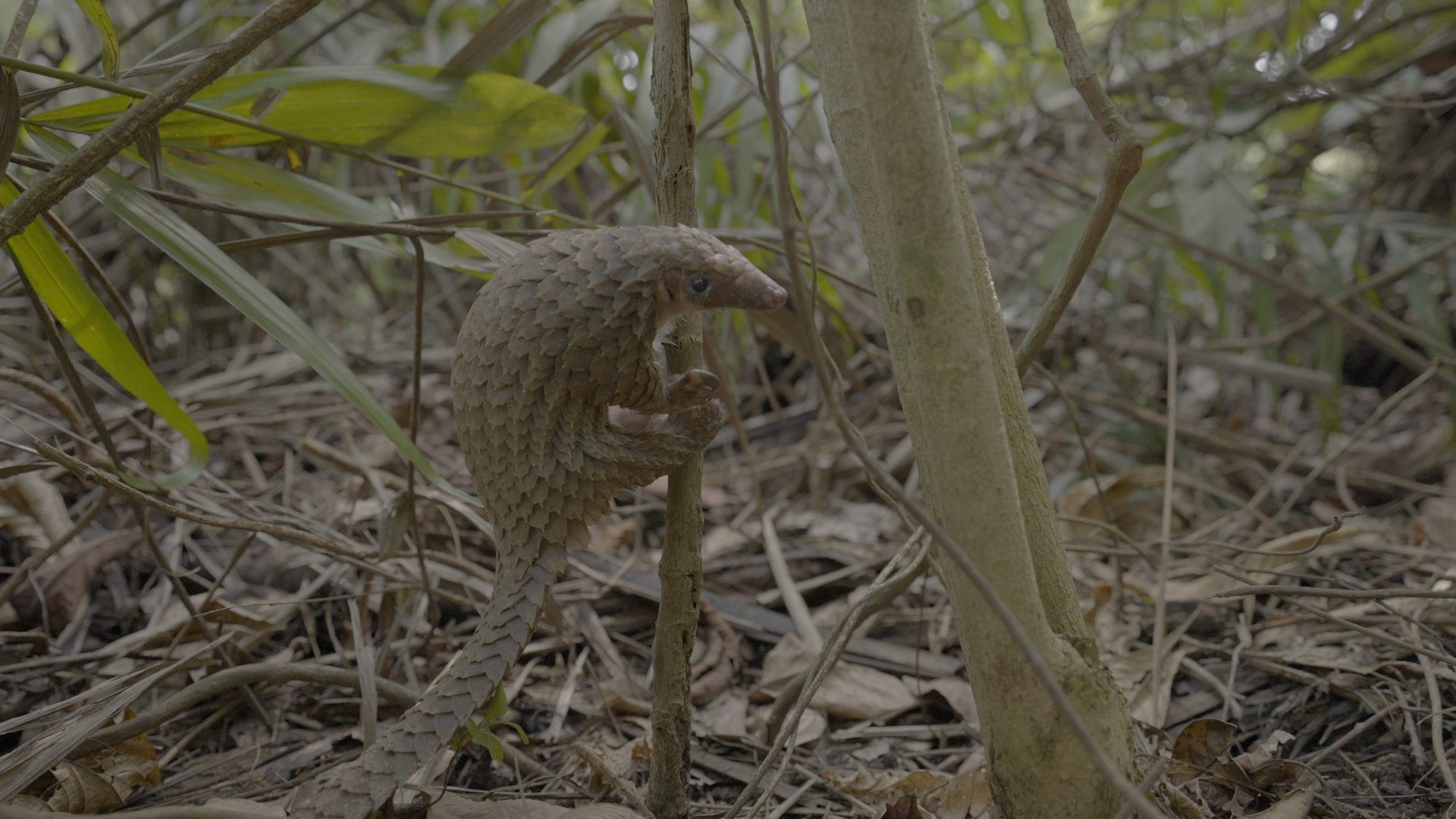 A small pangolin climbs a branch.