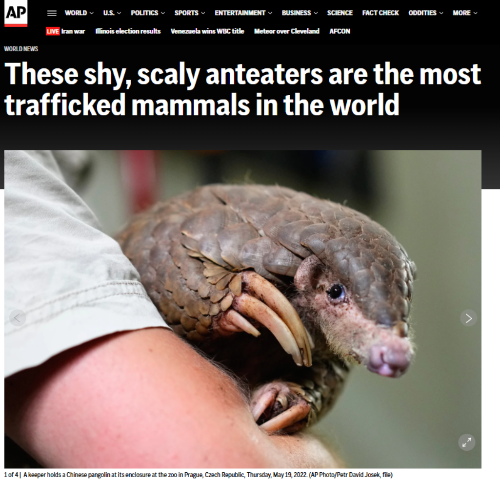 A pangolin | Wild Africa