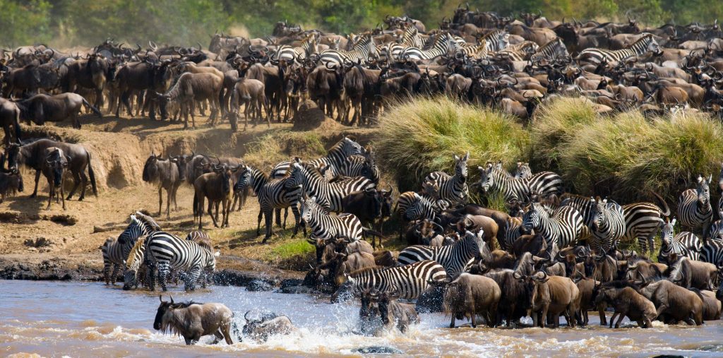 Zebras and wildebeest crossing a river | Wild Africa