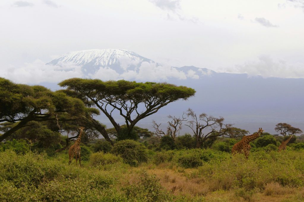 Snow-capped Mount Kilimanjaro seen behind a tree and giraffes | Wild Africa