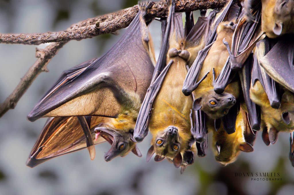 Straw coloured bat | Wild Africa