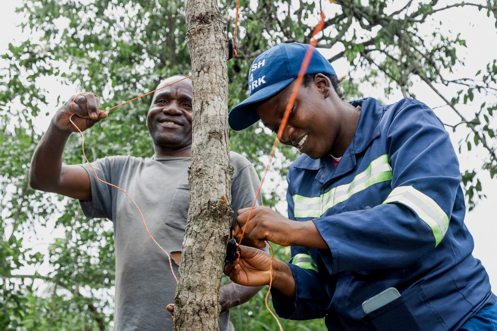 Installing an IFAW-supported temporary solar fence in Chikomeni, Zambia, to deter human-elephant conflict. | Wild Africa