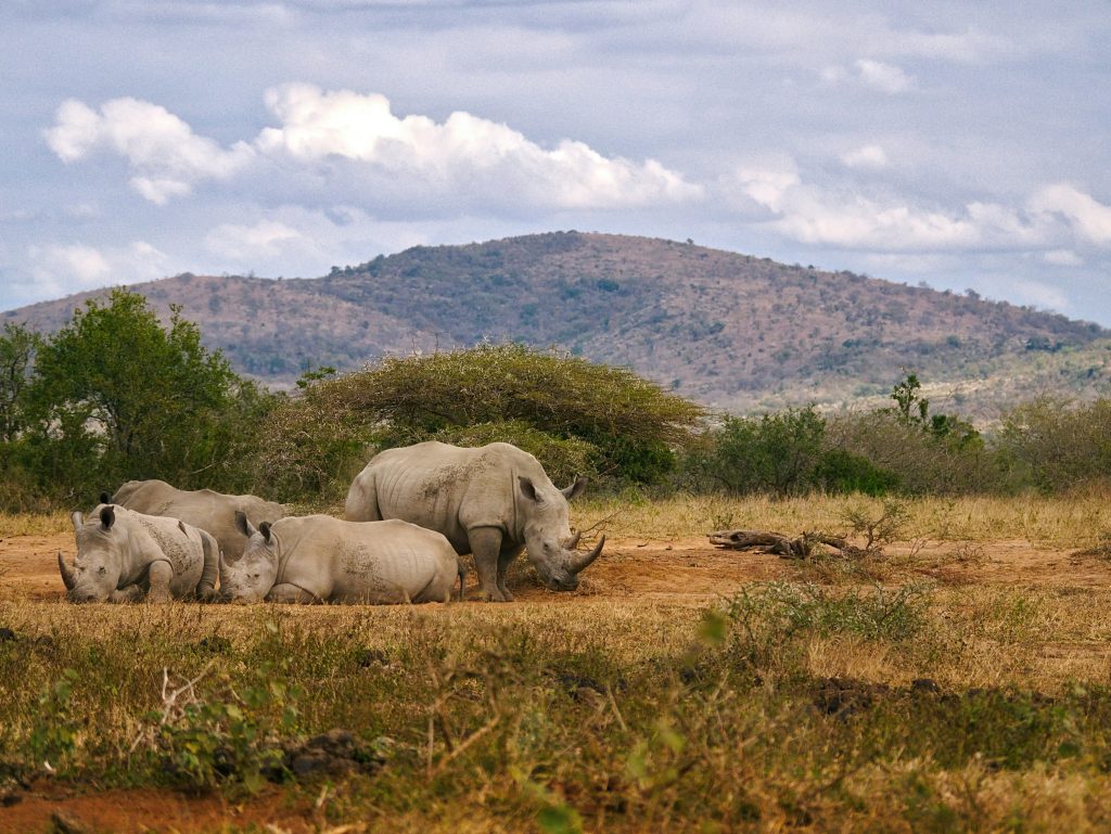 Four rhinos sit close to each other among some grass | Wild Africa