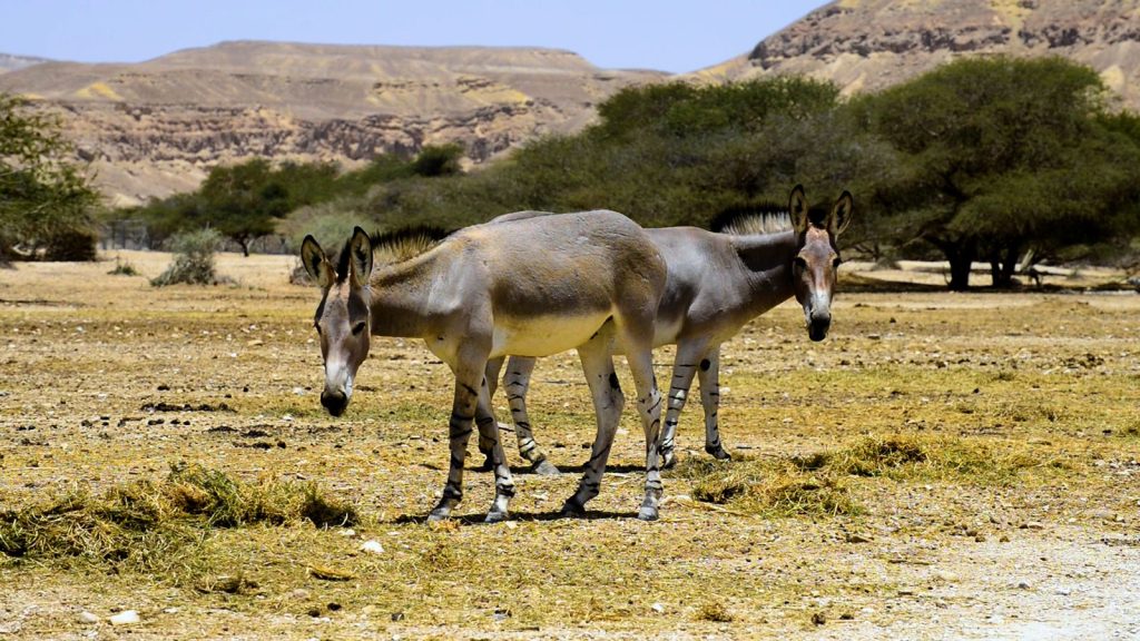 The African Wild Donkey in an open field | Wild Africa