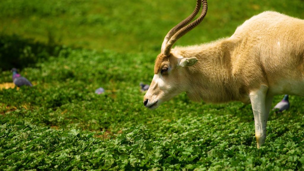 The Addax seen in a field of grass | Wild Africa
