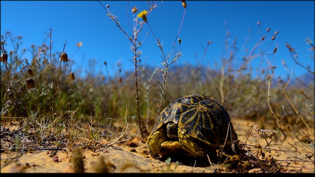 A geometric tortoise in South Africa | Wild Africa