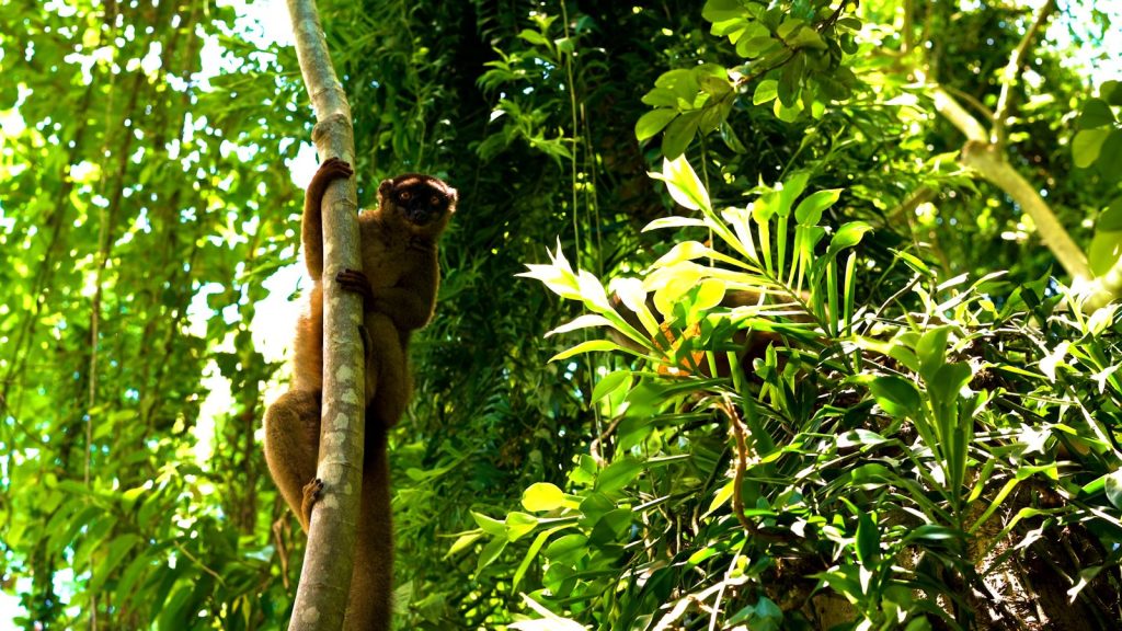 The golden bamboo lemur clinging to a tree | Wild Africa