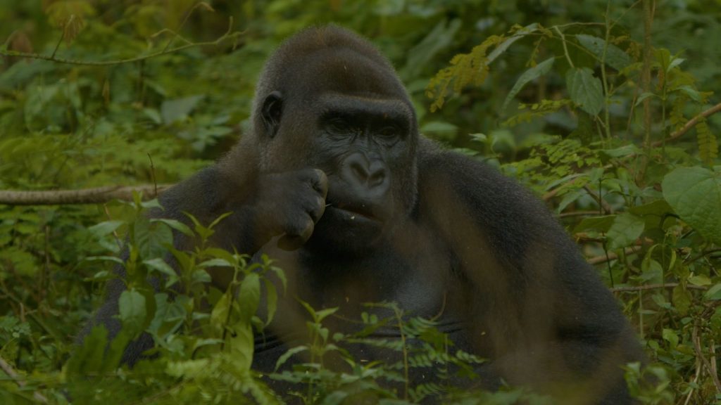 The cross river gorilla pictured in its natural habitat | Wild Africa