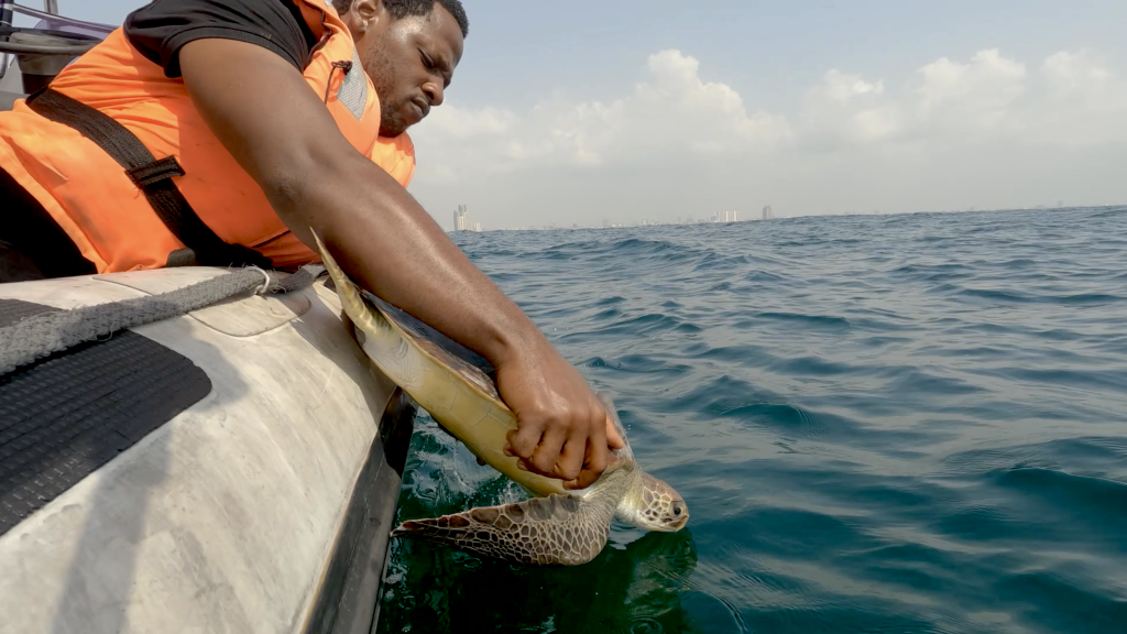 Sea turtle being released into the ocean | Wild Africa
