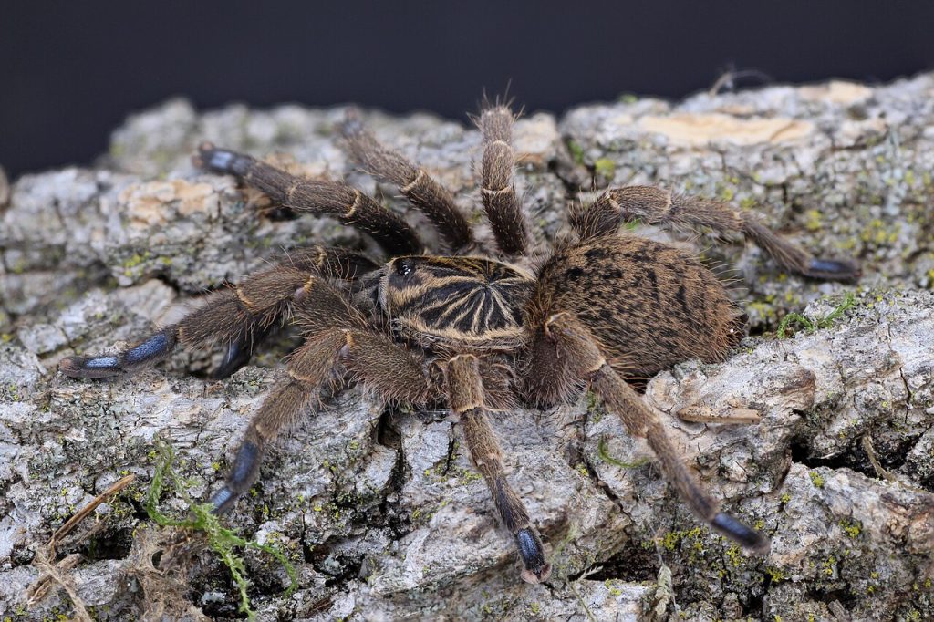 Blue-footed baboon spider | Wild Africa