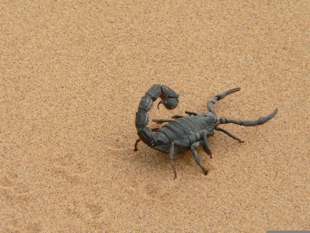 A giant scorpion on sand in Namibia | Wild Africa
