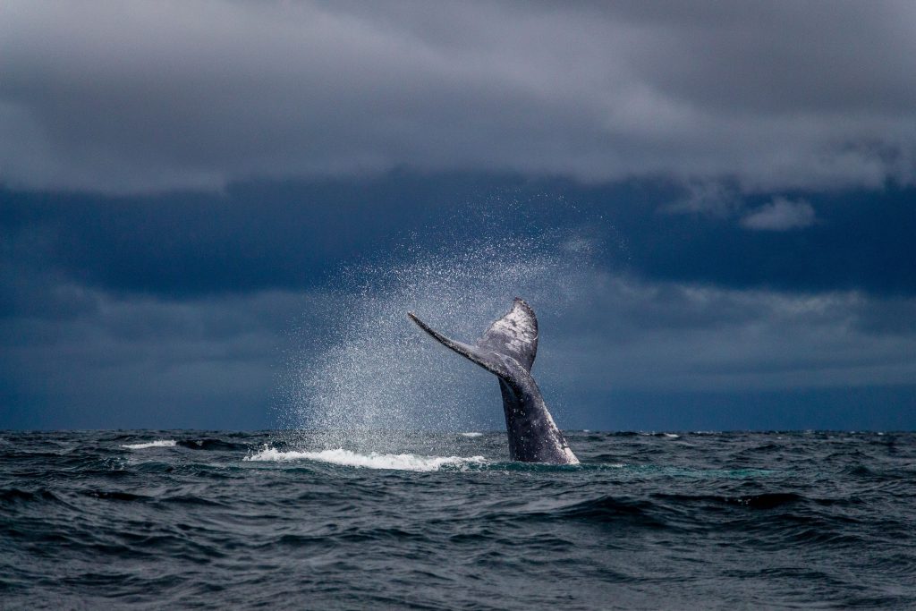 A humpback whale's tail splashing | Wild Africa