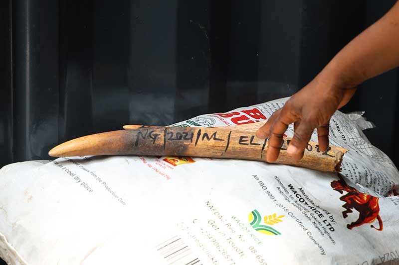 Fashion-Firewood-and--Falling-Wildlife-Populations-img1