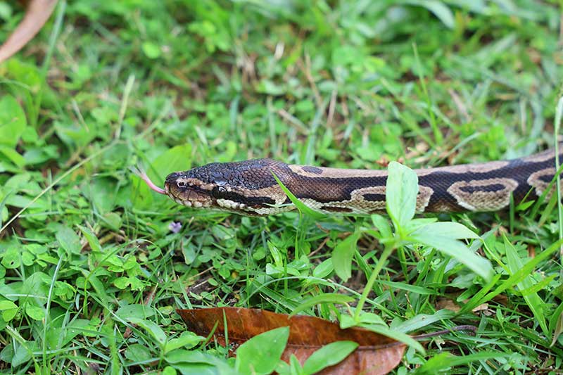 Fashion-Firewood-and--Falling-Wildlife-Populations-img3