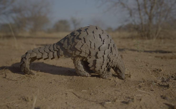 A pangolin walking on the ground.