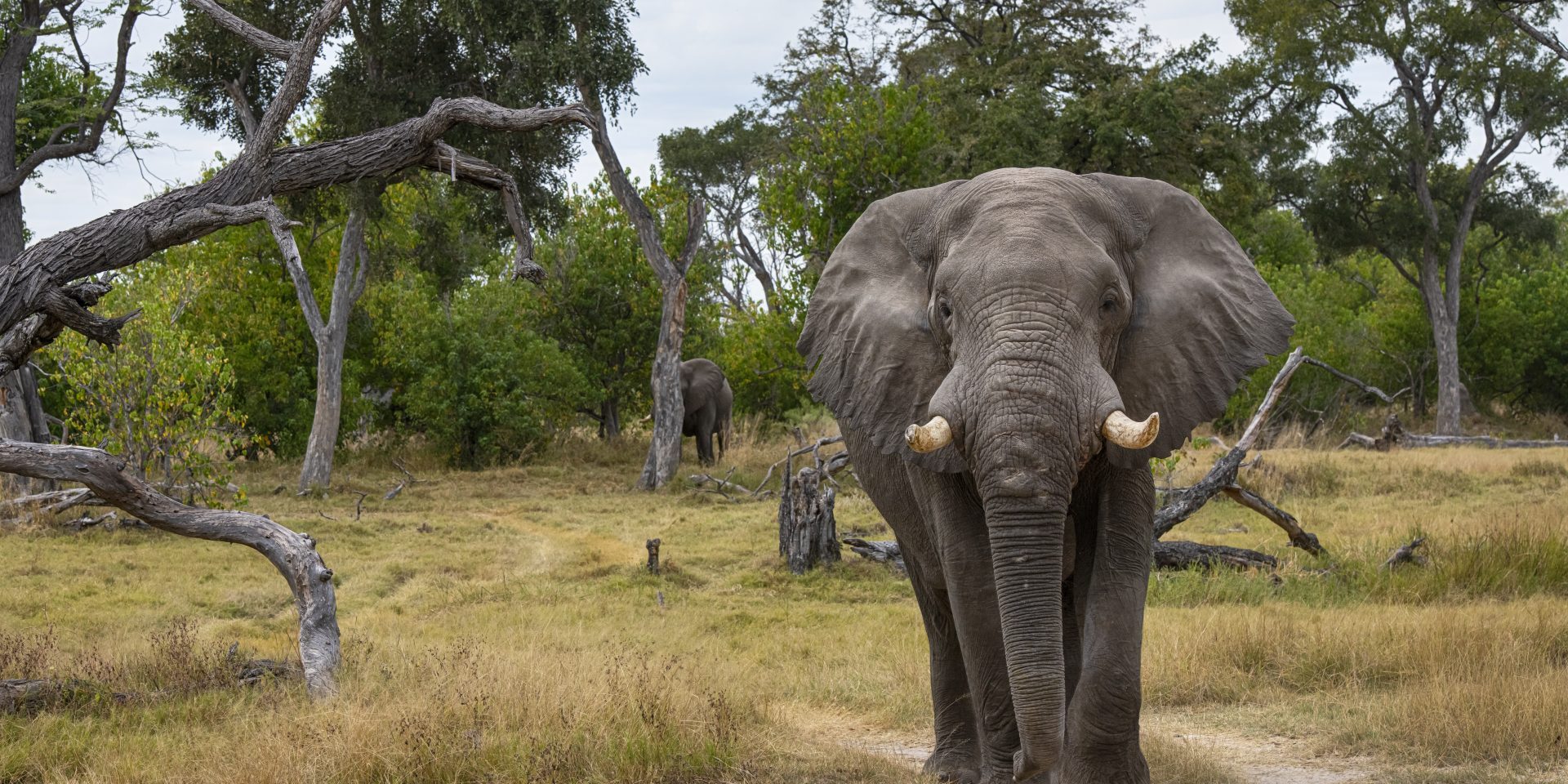 Male African elephant | Wild Africa