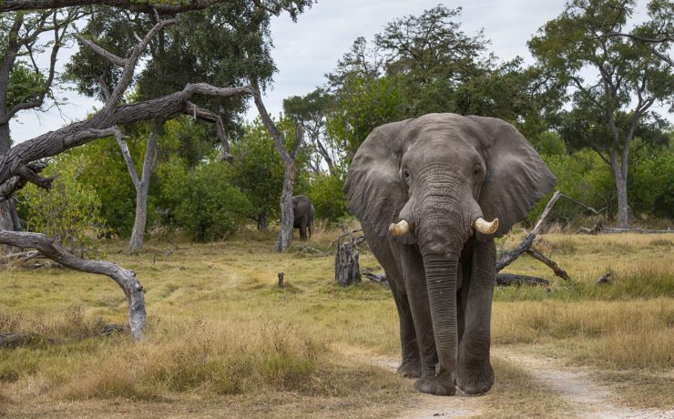 Male African elephant | Wild Africa