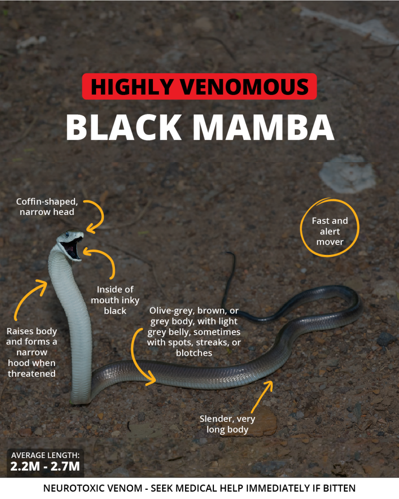 Black mamba | Wild Africa