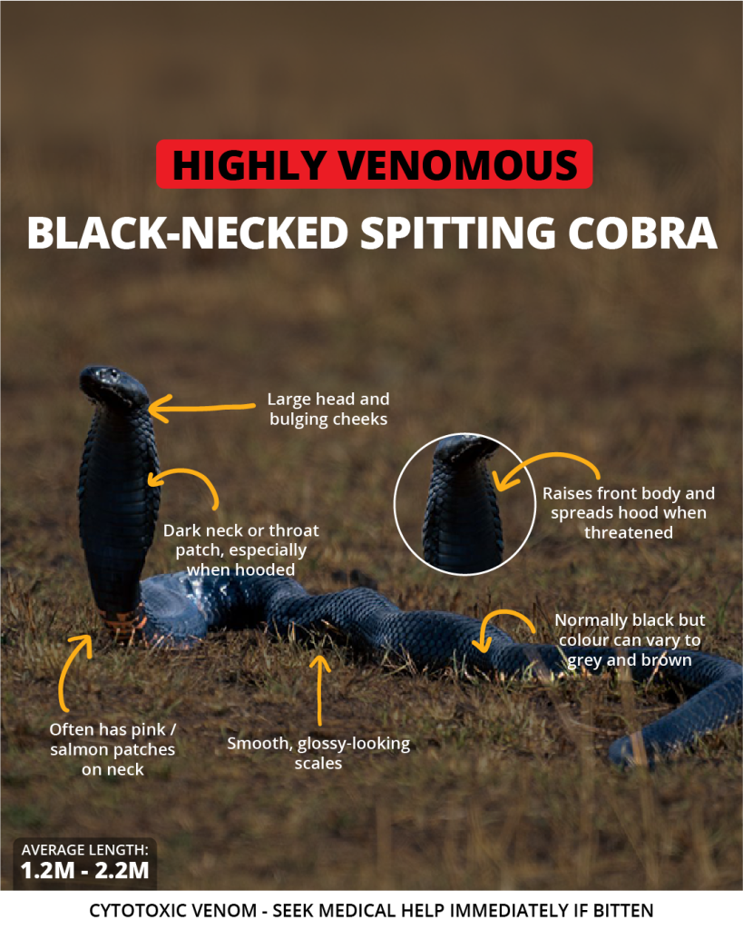 Black-necked spitting cobra | Wild Africa