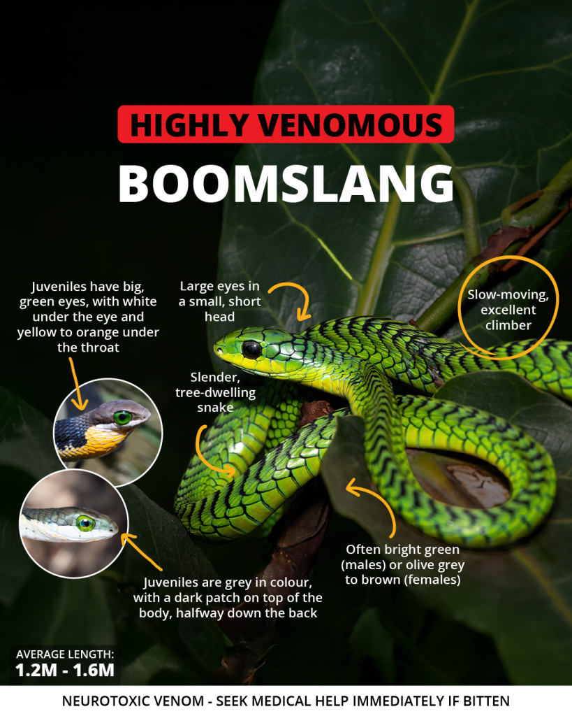 Boomslang | Wild Africa