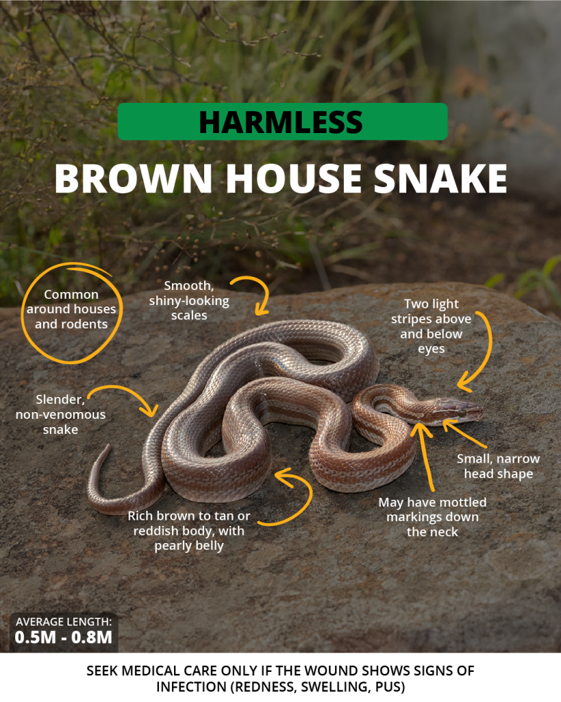 Brown house snake | Wild Africa