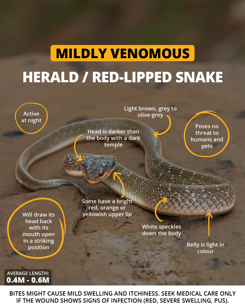 Herald snake | Wild Africa
