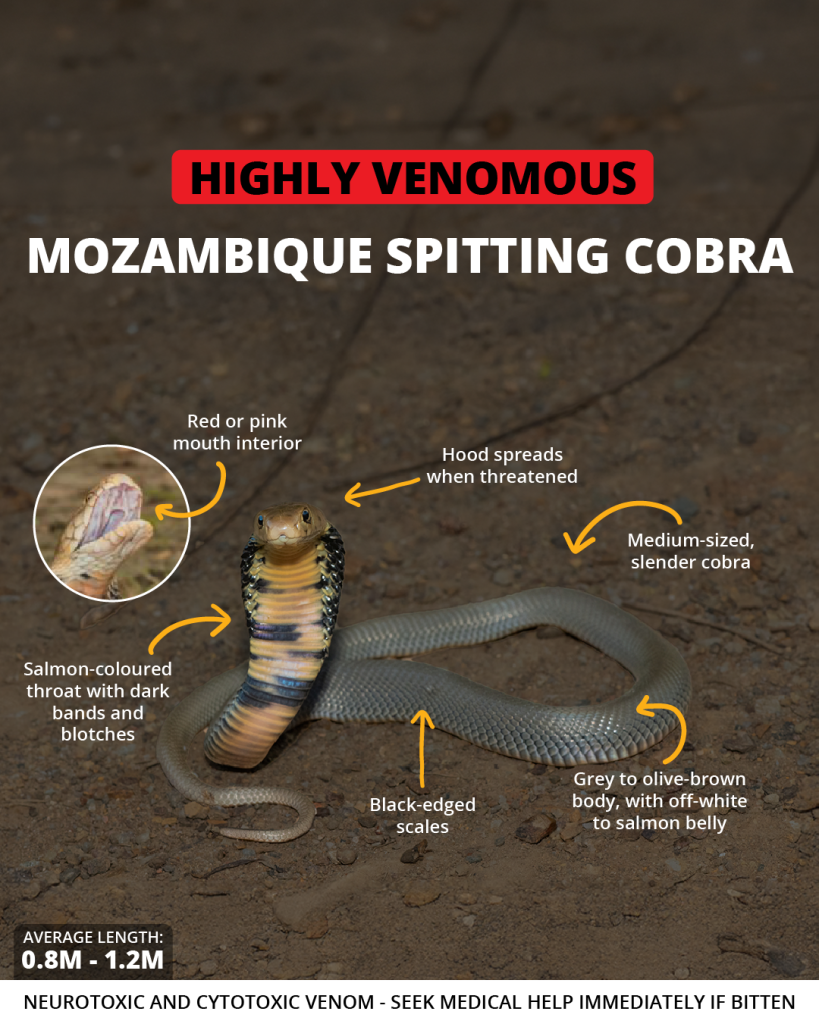 Mozambique spitting cobra | Wild Africa