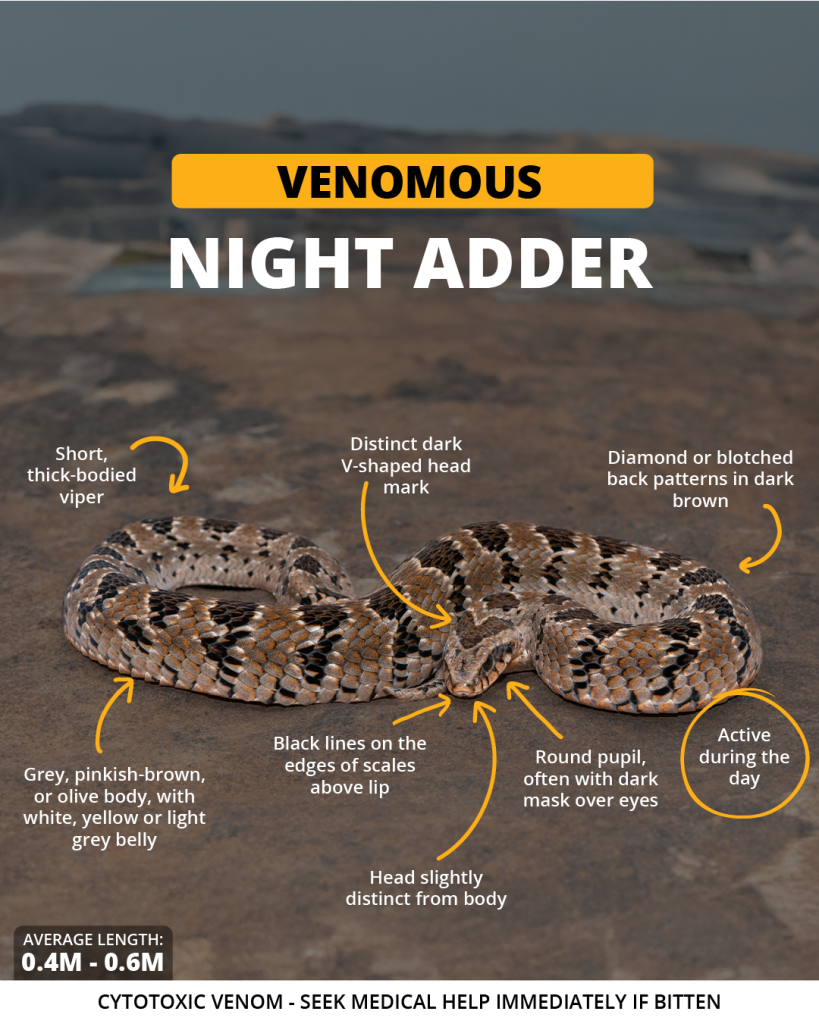 Night adder | Wild Africa