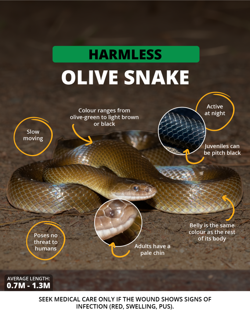 Olive Snake | Wild Africa