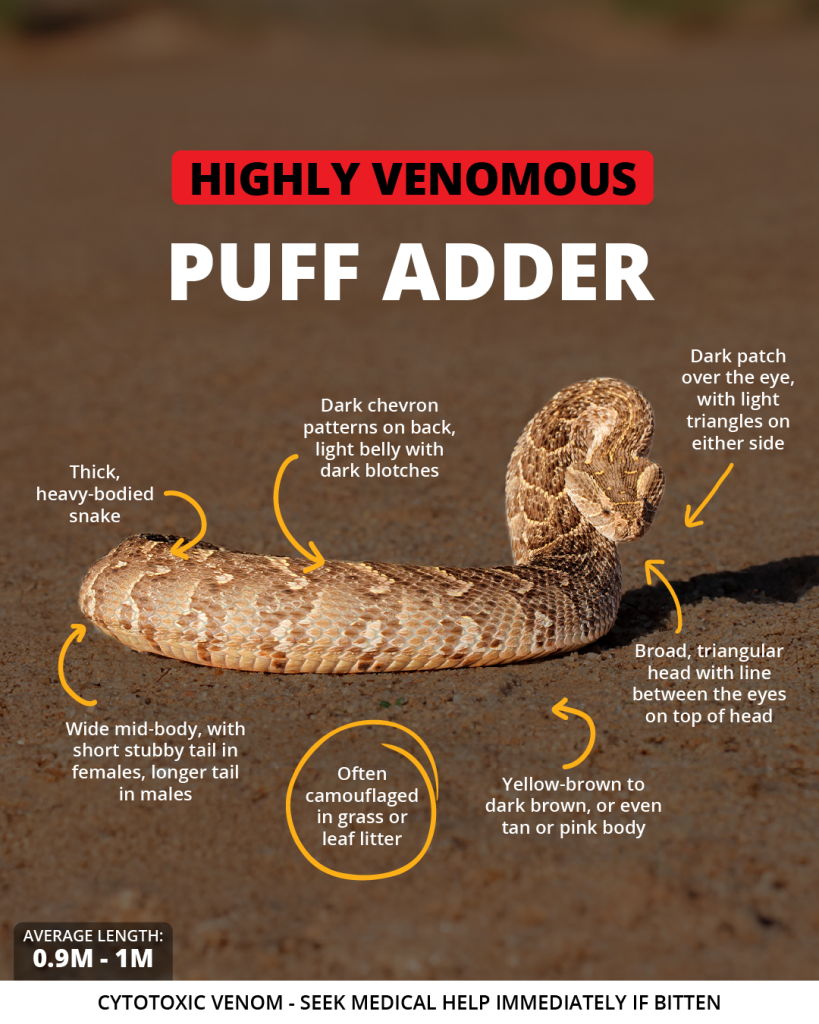 Puff Adder | Wild Africa