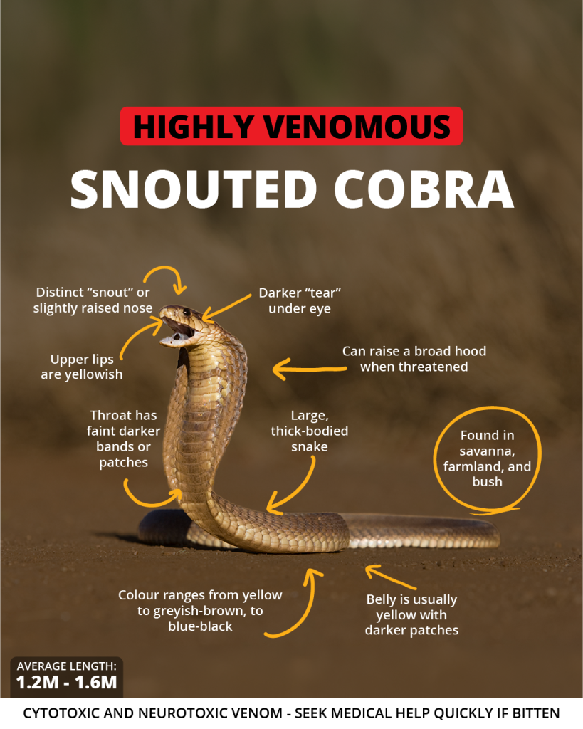 Snouted cobra | Wild Afica