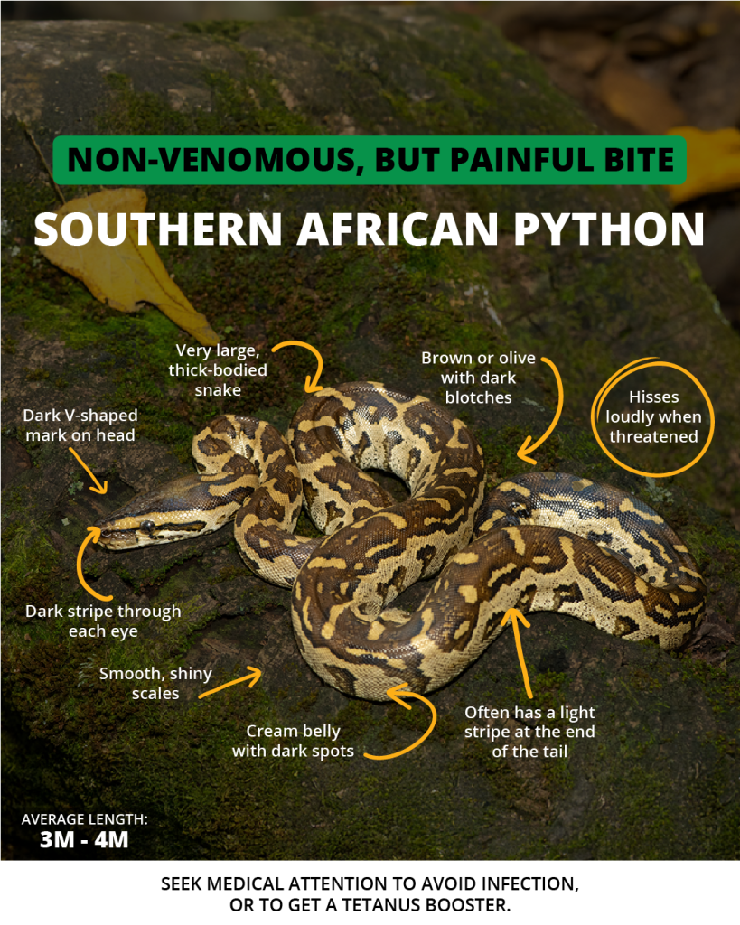 Southern African Python | Wild Africa
