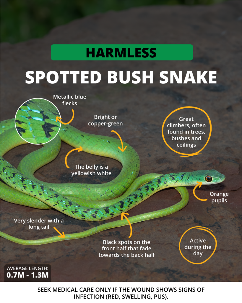 Spotted Bush Snake | Wild Africa