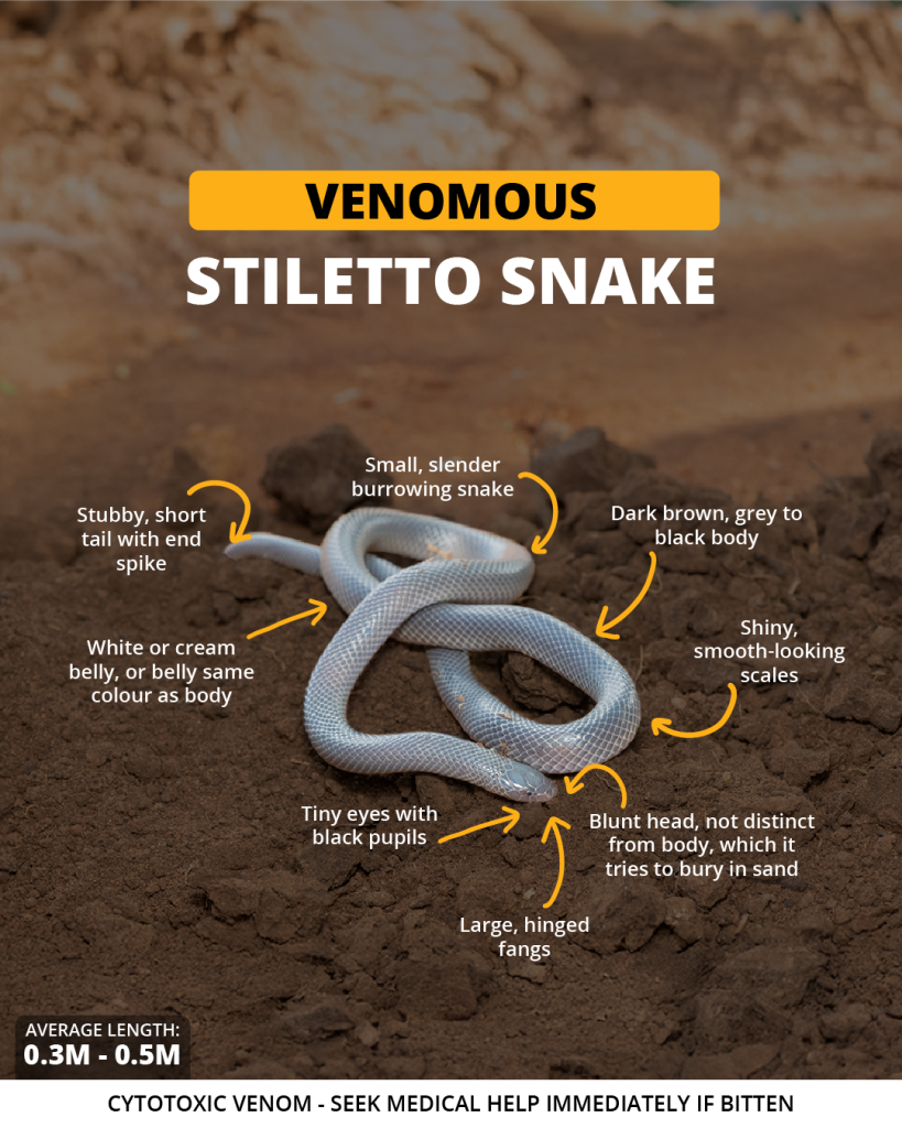 Stiletto snake | Wild Africa