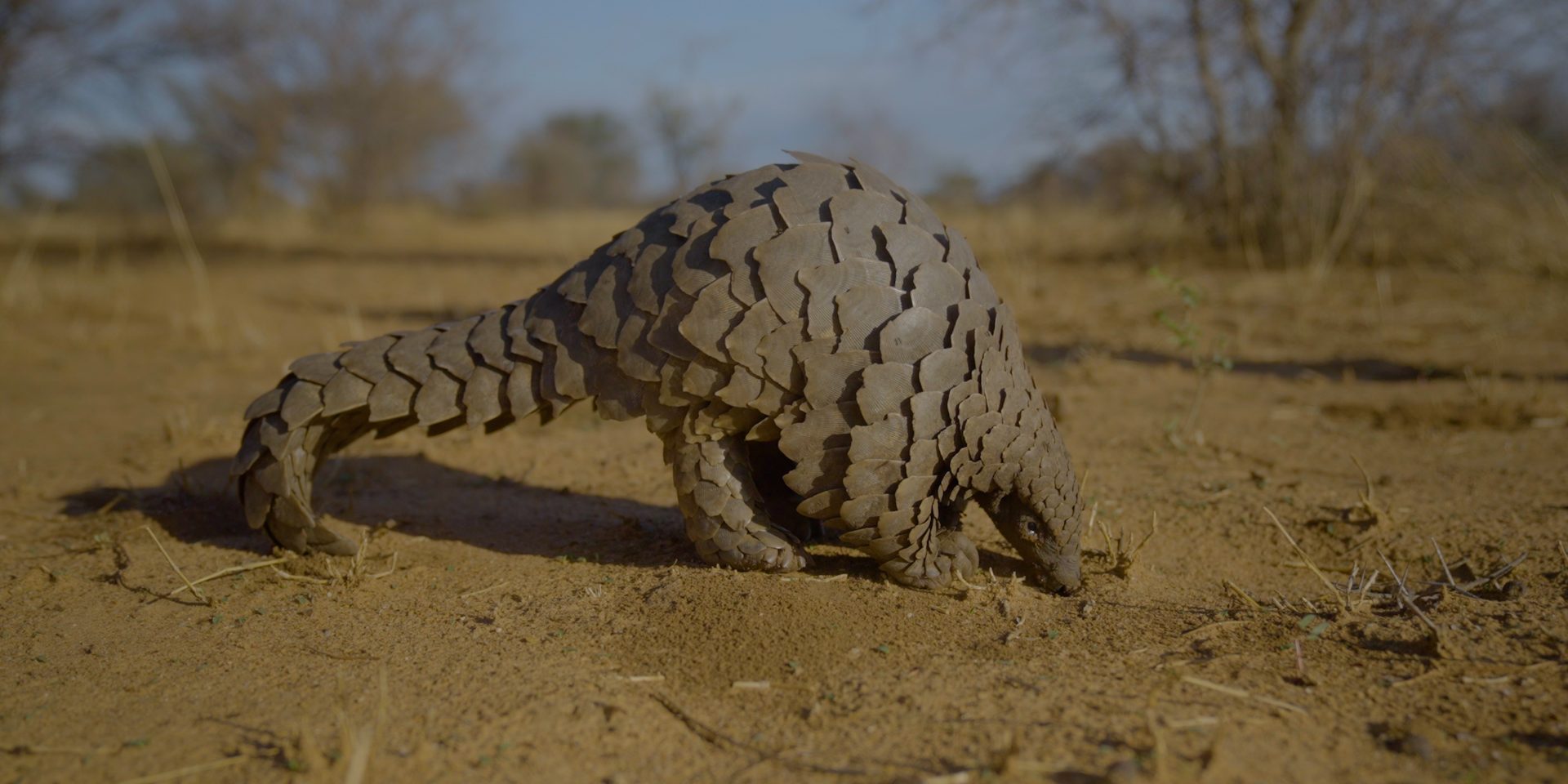 A ground pangolin, found in Southern Africa, walking around | Wild Africa