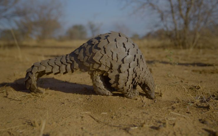 A ground pangolin, found in Southern Africa, walking around | Wild Africa