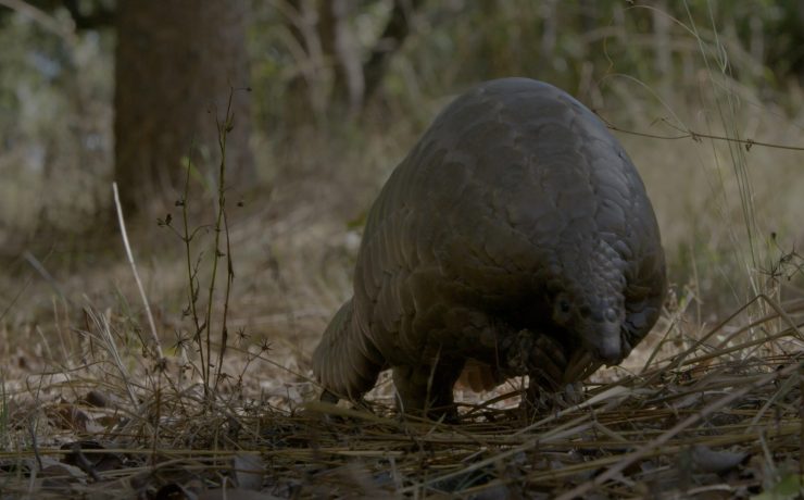 Ground pangolin walking | Wild Africa