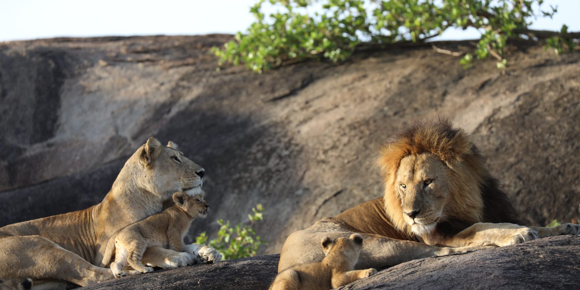 Lions lying on a boulder | Wild Africa