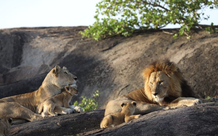 Lions lying on a boulder | Wild Africa