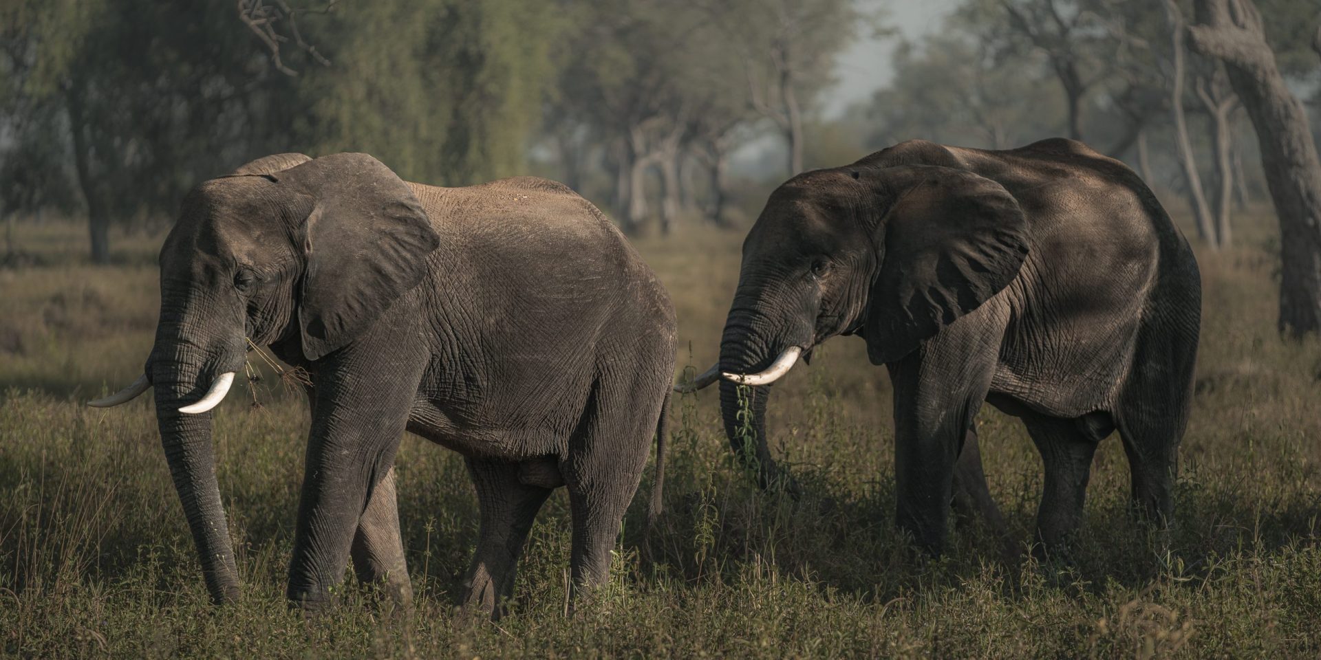 Two elephants walking in Zambia | Wild Africa, IFAW