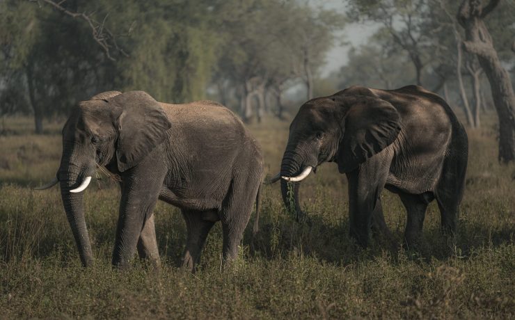 Two elephants walking in Zambia | Wild Africa, IFAW