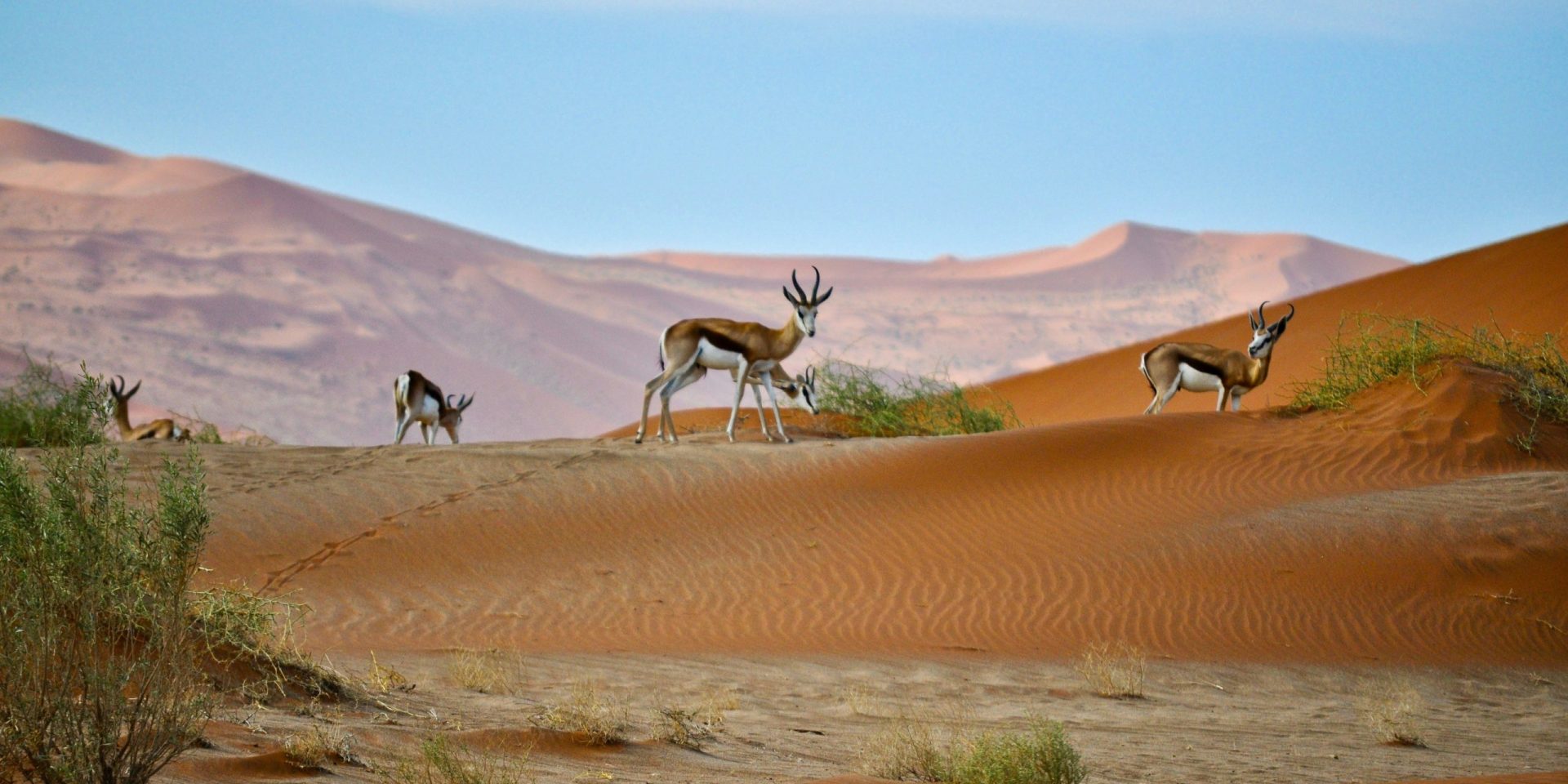 Springboks are pictured on red dunes in Namibia | Wild Africa