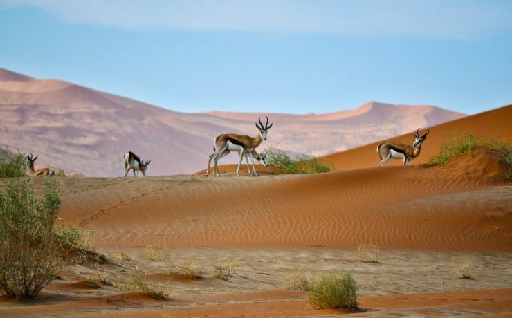 Springboks are pictured on red dunes in Namibia | Wild Africa