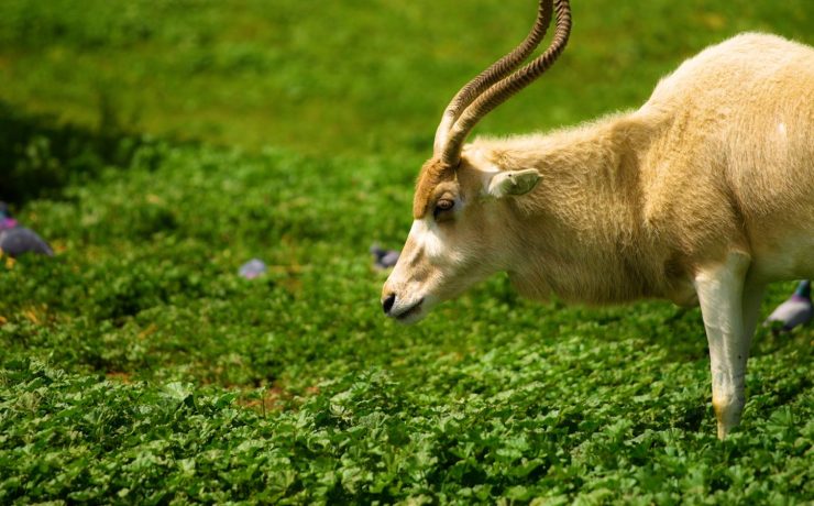 The Addax seen in a field of grass | Wild Africa