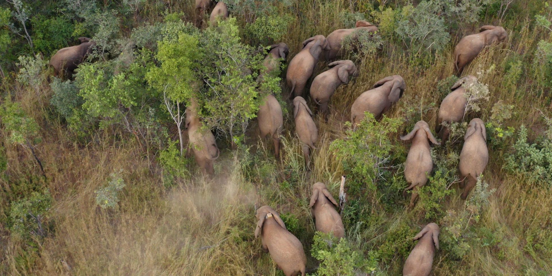 Forest Elephant in Nigeria | Wild Africa