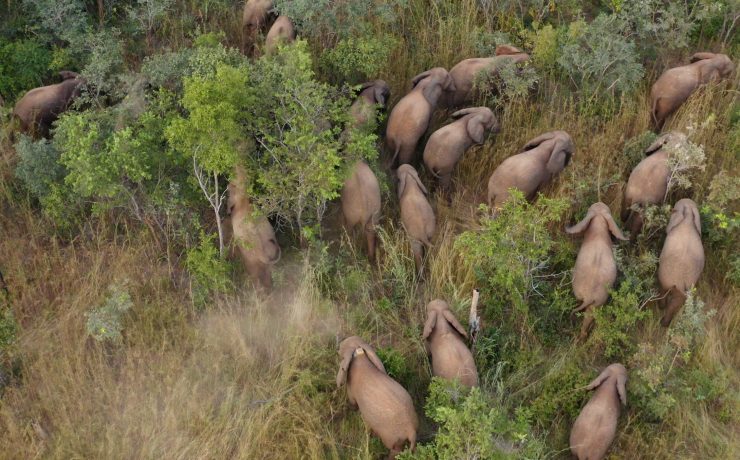 Forest Elephant in Nigeria | Wild Africa