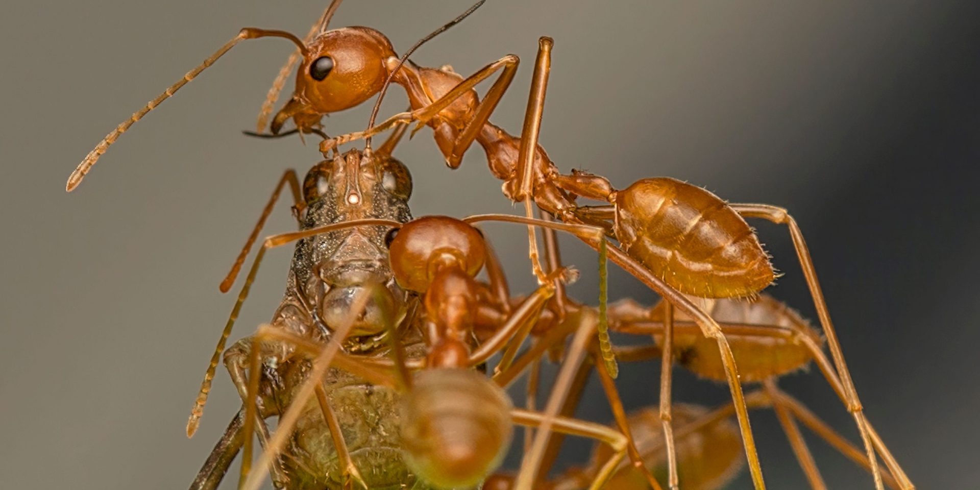 Ants work together to carry prey | Wild Africa