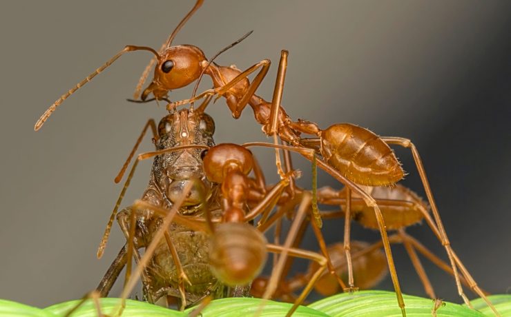Ants work together to carry prey | Wild Africa