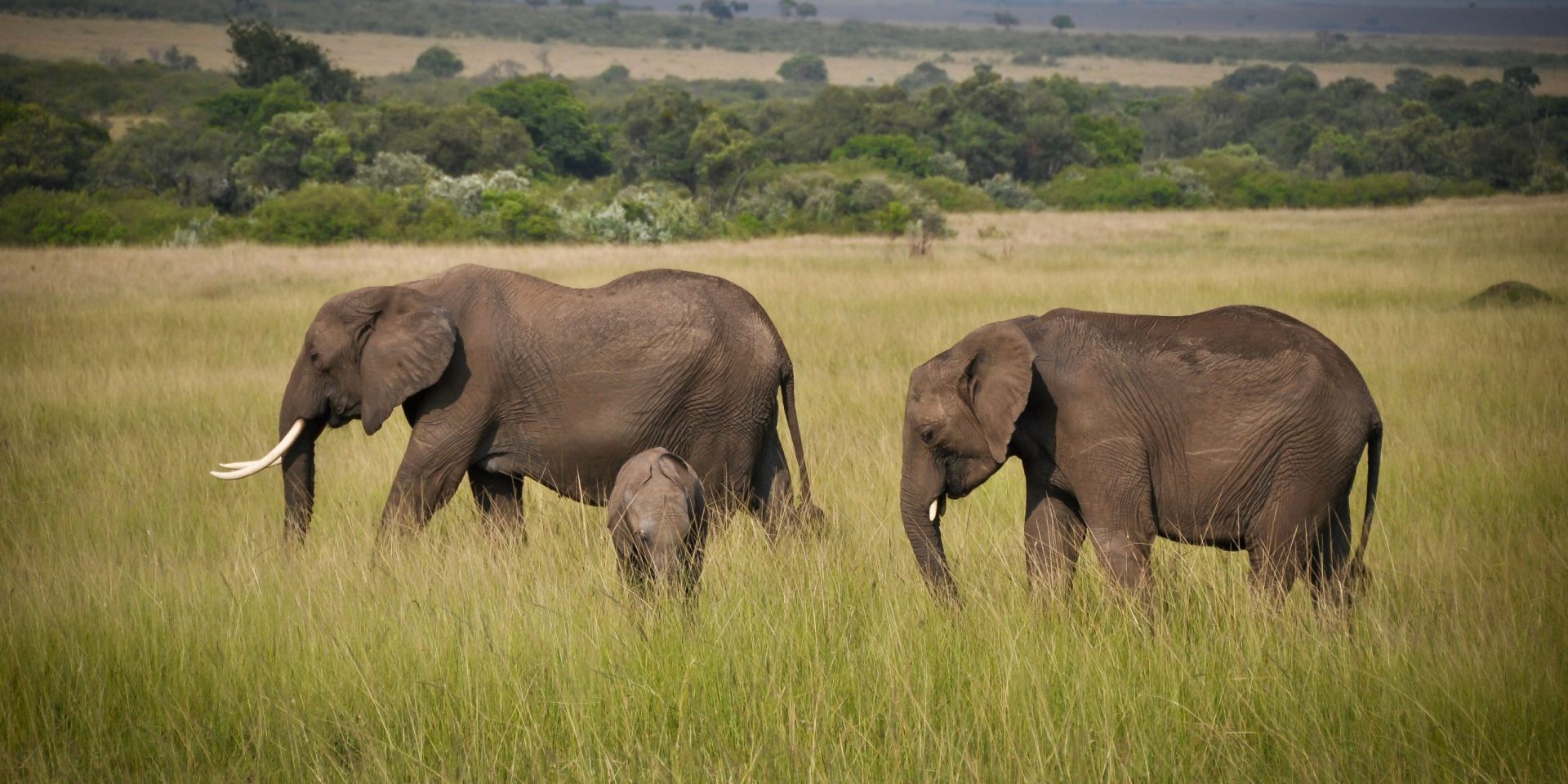 Elephants walking in the Serengeti | Wild Africa
