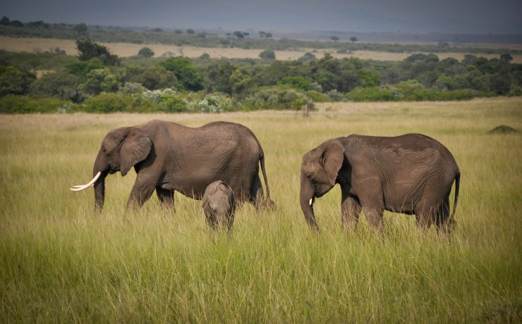 Elephants walking in the Serengeti | Wild Africa